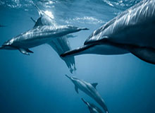 开云体育下载-西安WE.九幽：队友可以更激进一点